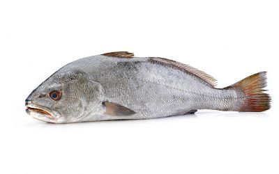 CORVINA