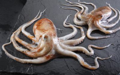 PULPO BLANCO
