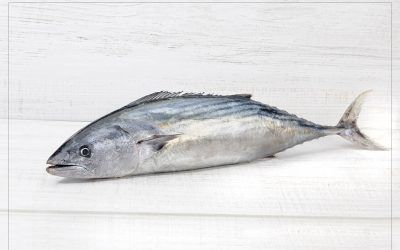 BONITO