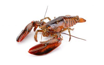 BOGAVANTE