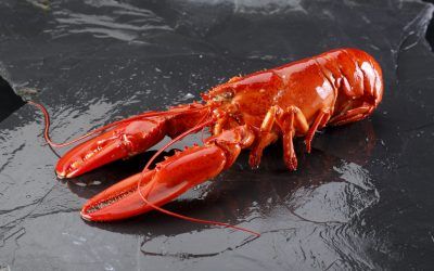BOGAVANTE COCIDO