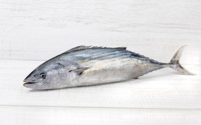 BONITO