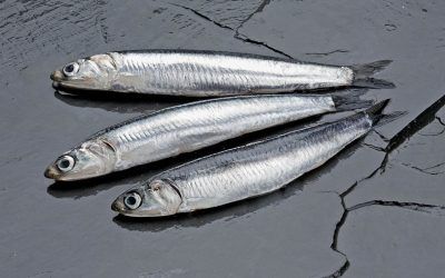 BOQUERÓN