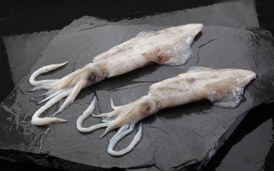 CALAMAR PATAGÓNICO