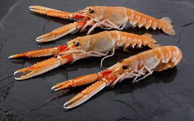 CIGALAS