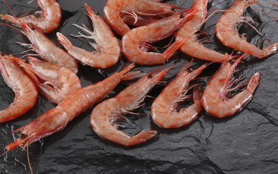 GAMBA BLANCA