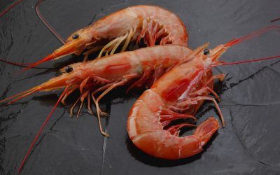 GAMBA LANGOSTINERA