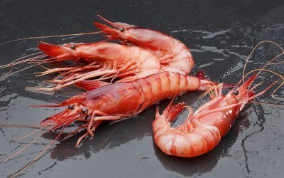 GAMBA ROJA