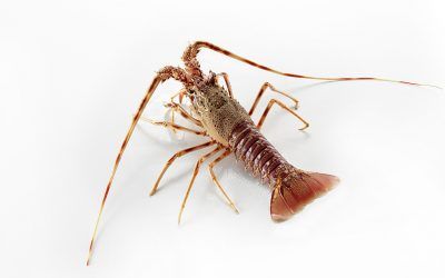 LANGOSTA