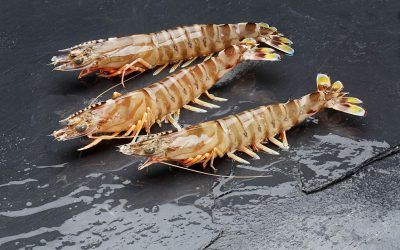 LANGOSTINO MEDITERRÁNEO