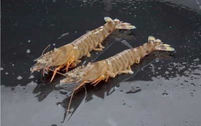 LANGOSTINO TIGRE