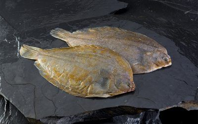 LENGUADO LIMÓN