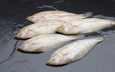 PELAIA