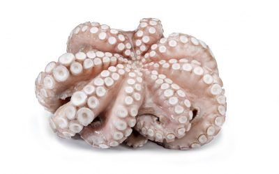 PULPO