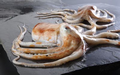 PULPO BLANCO
