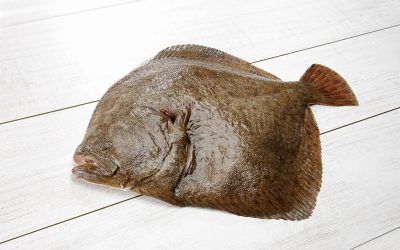 RODABALLO