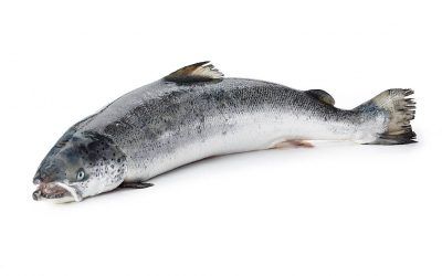 SALMÓN
