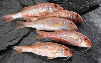 SALMONETE