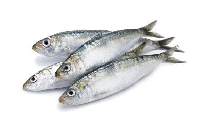 SARDINA